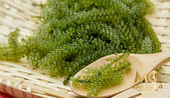 ویژگی های مهم خاویار بلوگا طلایی